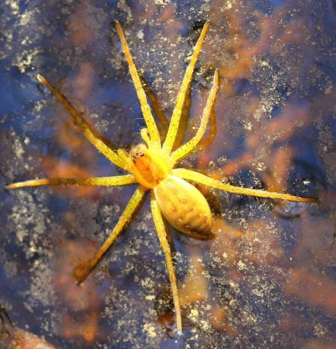 Dolomedes sp.